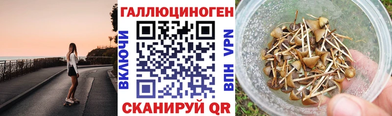 Псилоцибиновые грибы Psilocybine cubensis  Салаир 